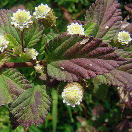 Aztec Sweet Herb